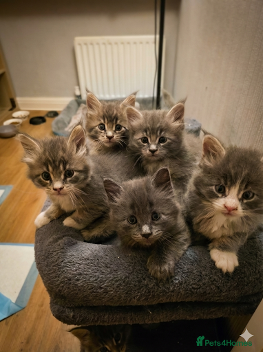 Maine Coon cats Beautiful Maine Coon Kittens 3 boys/ 3 girl  - Advert 8