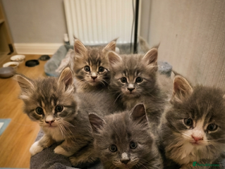 Maine Coon cats Beautiful Maine Coon Kittens 3 boys/ 3 girl - Advert 15
