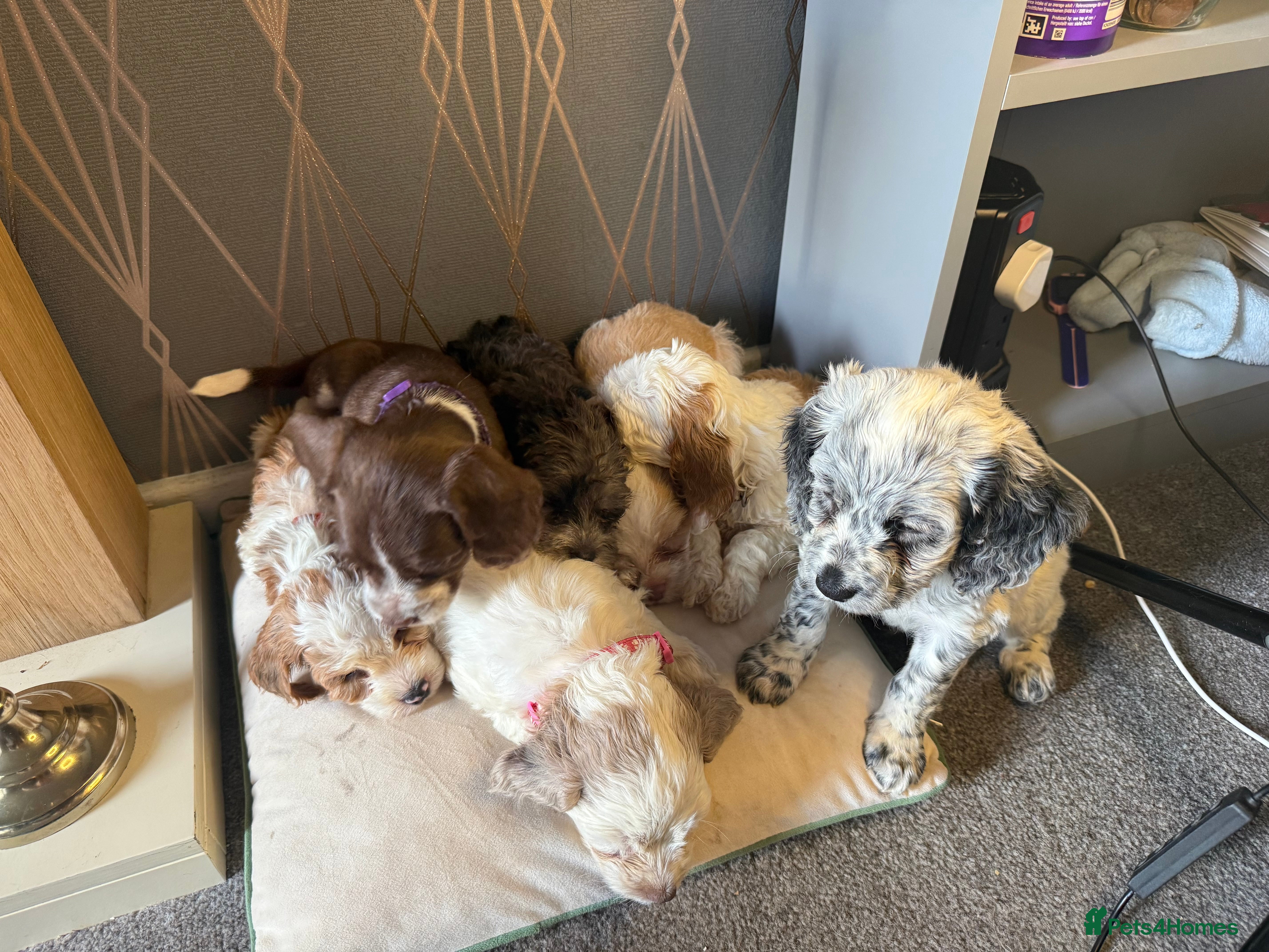 Cockapoo dogs 3 males and 1 female  - Advert 16