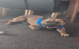 Mixed Breed dogs for sale: Duke rehome - Image 1
