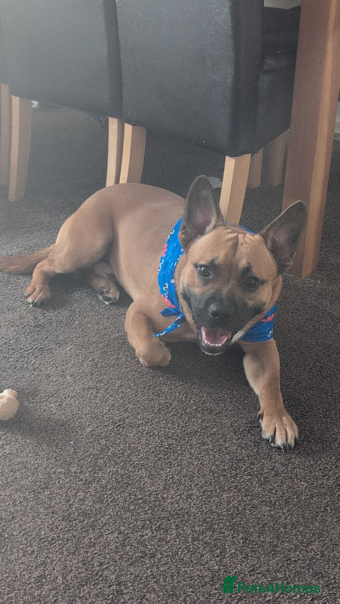 Mixed Breed dogs for sale: Duke rehome - Image 1