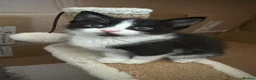Mixed Breed cats for sale: Beautiful kittens for sale  - Advert 10