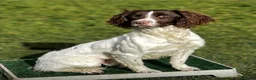 English Springer Spaniel dogs for sale: KC Registered English Springer Spaniel Puppies - Advert 3