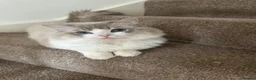 Ragdoll cats for stud: Ragdoll stud  - Advert 5