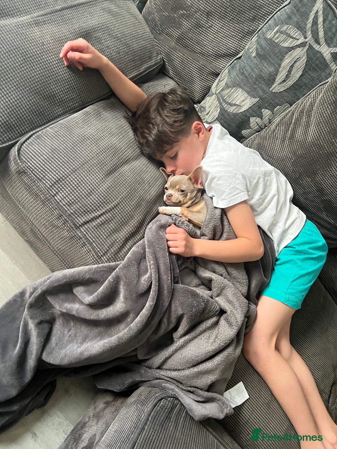 Chihuahua dogs for sale: Rehoming 8 month old chihuahua puppy - Image 4