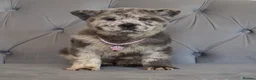Chow Chow dogs for sale: Stunning exotic colour chowski puppies for sale  - Advert 12