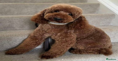 Mini Goldendoodle dogs - Advert 10