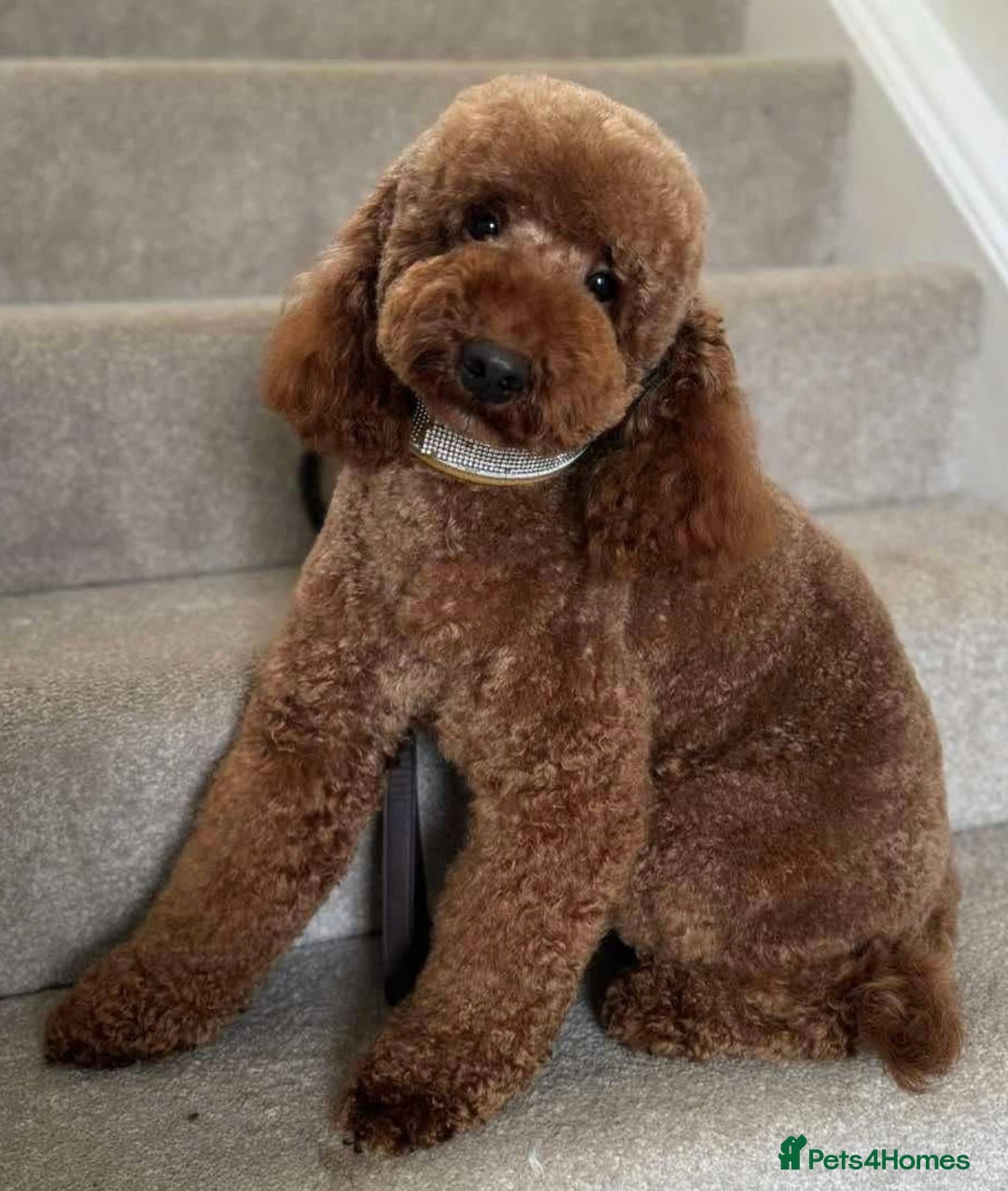 Mini Goldendoodle dogs for sale: Miniature Goldendoodle F1b Puppies - Image 4