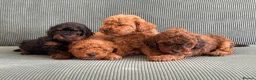Toy Poodle dogs for sale: Beautiful KC reg toy poodle  - Advert 1