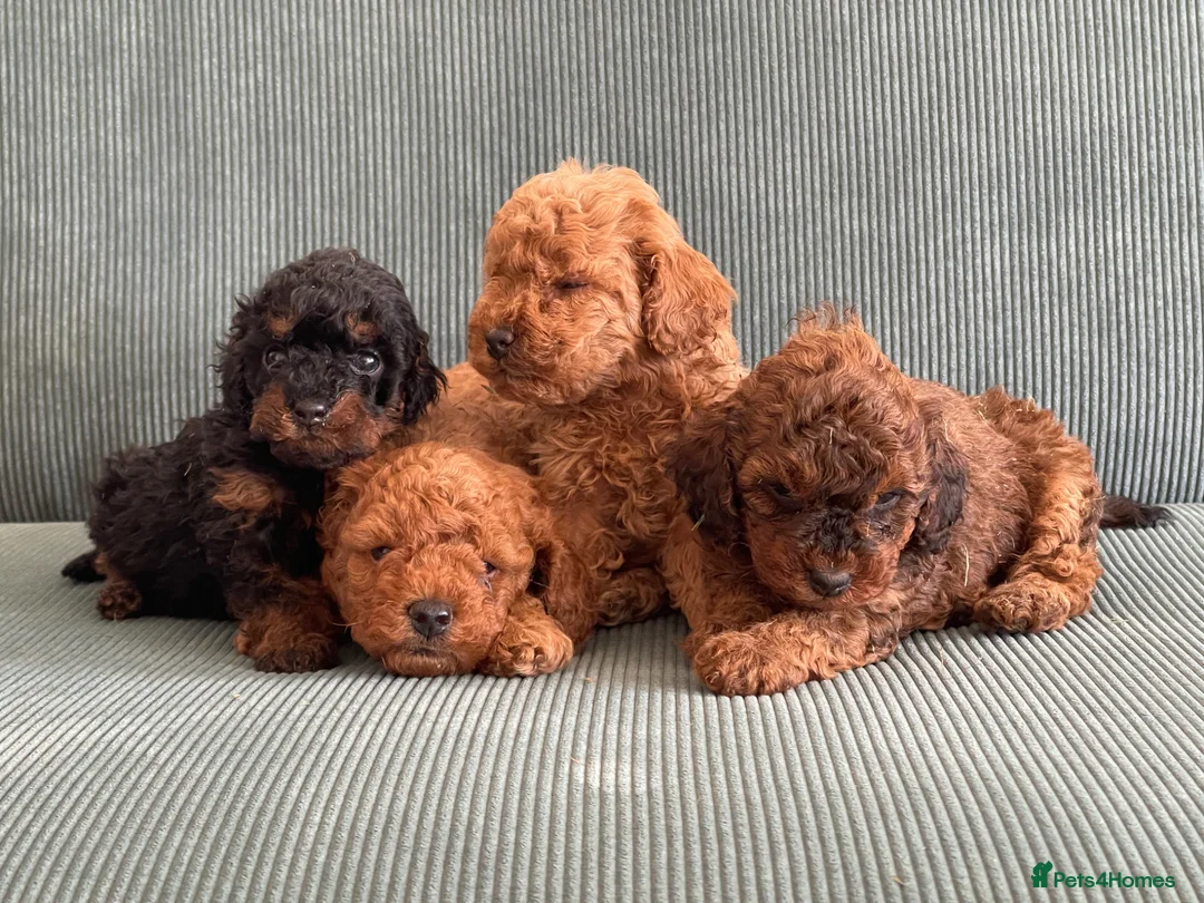 Toy Poodle dogs for sale: Beautiful KC reg toy poodle  - Advert 1