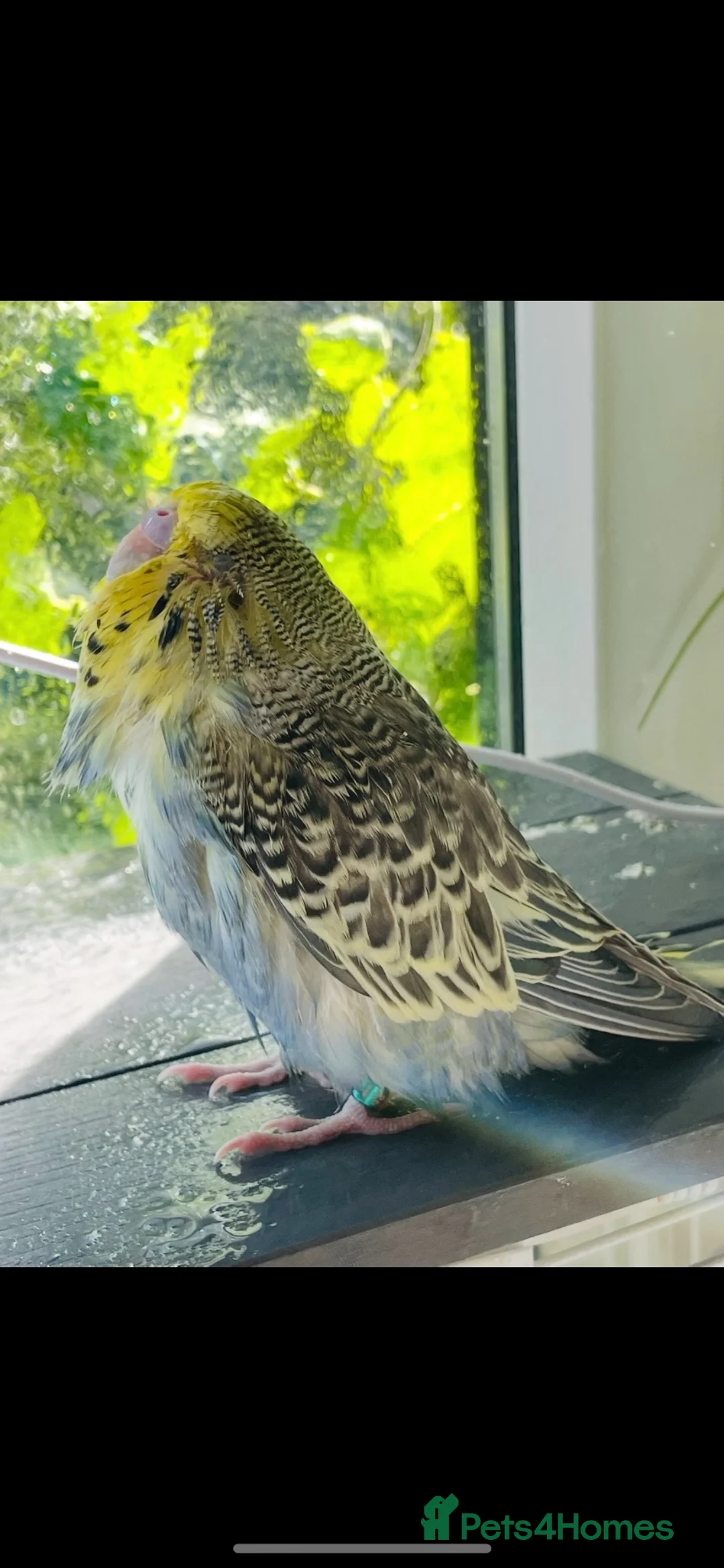 Budgerigars birds for sale: 2 bonded budgies  - Advert 2