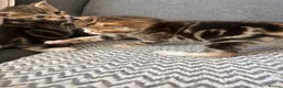 Mixed Breed cats for sale: Stunning kittens ♥️🐱🐱🐱 - Advert 3