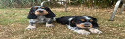 Cocker Spaniel dogs for sale: READY NOW😍 line quality show cockers - Advert 19