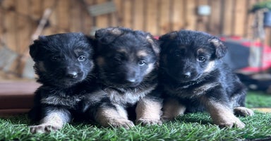 German Shepherd dogs - Advert 12