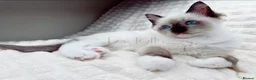 Ragdoll cats for sale: Stunning Blue Eyed Ragdoll Girl Ready Now  - Advert 4