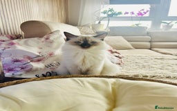 Ragdoll cats for sale: Ragdoll kittens  - Image 2