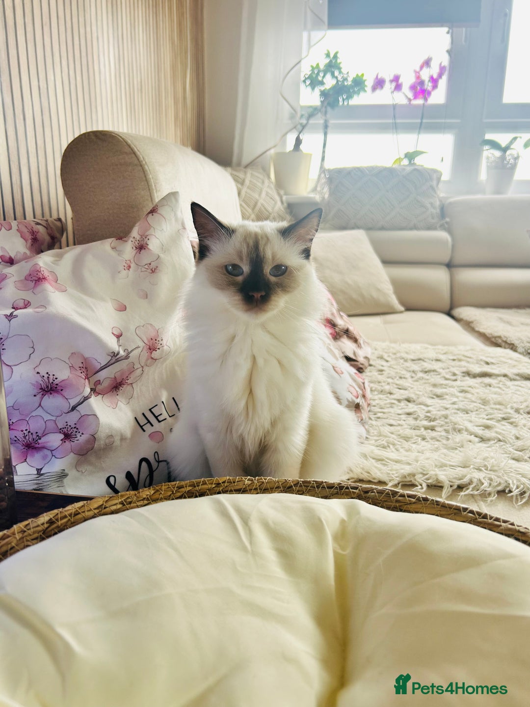 Ragdoll cats for sale: Ragdoll kittens  - Image 2