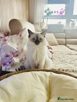 Ragdoll cats - Advert 1