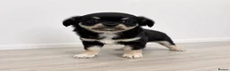 Chihuahua dogs for sale:  Beautiful Chihuahua Puppies – 3 Available - Advert 7