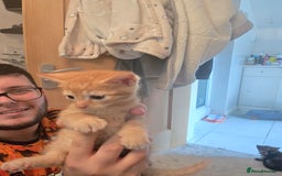 Mixed Breed cats for sale: Mixed breed kittens - Image 1