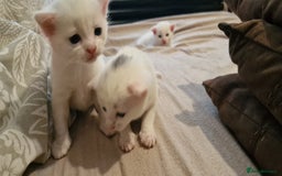 Mixed Breed cats for sale: Adorable white kittens  - Image 9
