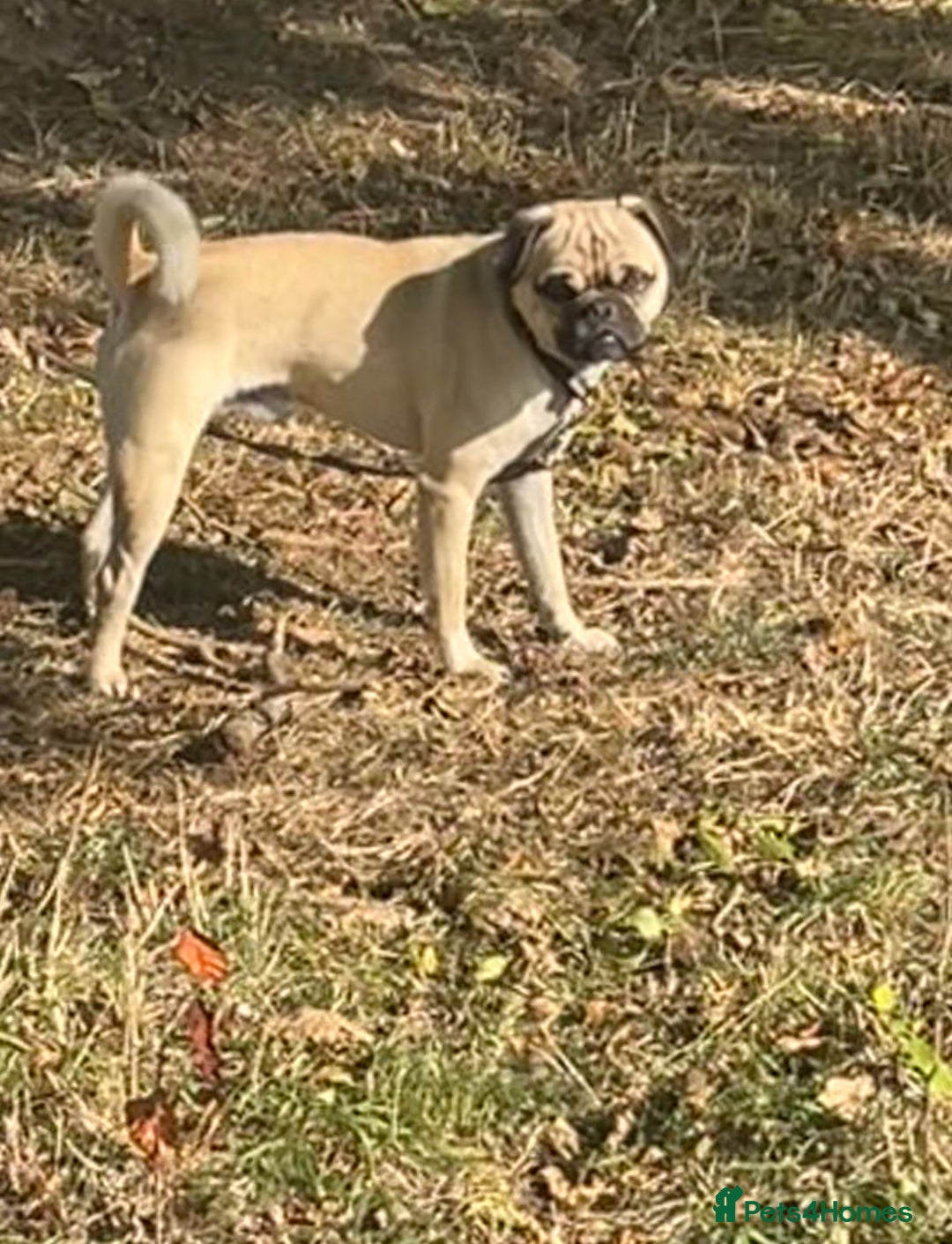 Jug dogs for sale: Pug for sale  - Advert 3