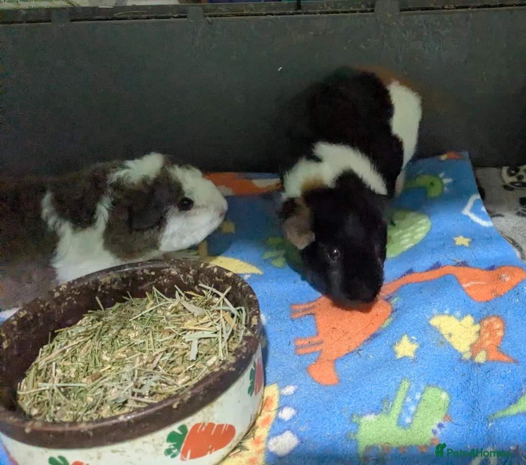 Guinea Pig rodents for sale: Two male baby teddy guinea pigs  - Advert 12