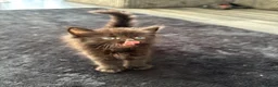 Mixed Breed cats for sale: 4 kittens 🏡 - Advert 12