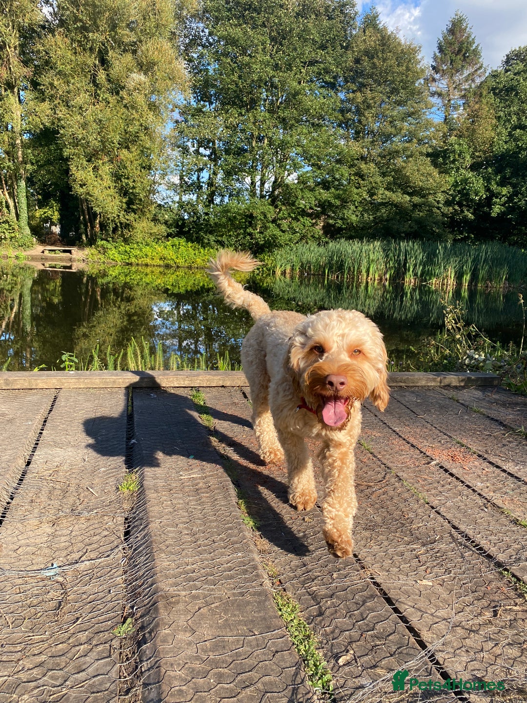 Cockapoo dogs for stud: Rufus - Advert 4