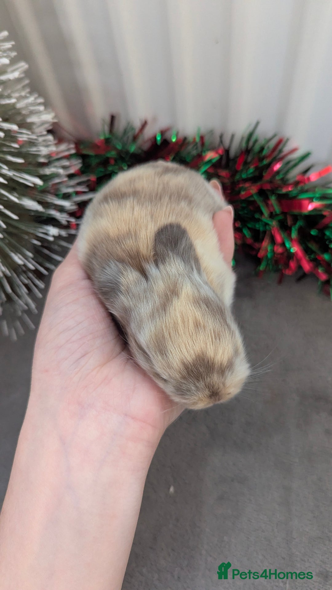 Mini Lop rabbits for sale: Mini lop babies waiting list  - Advert 11
