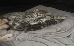 Bengal cats for sale: 2 gorgeous bengal kittens  - Image 2