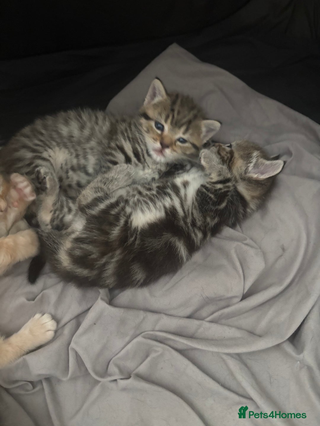Bengal cats for sale: 2 gorgeous bengal kittens  - Image 2
