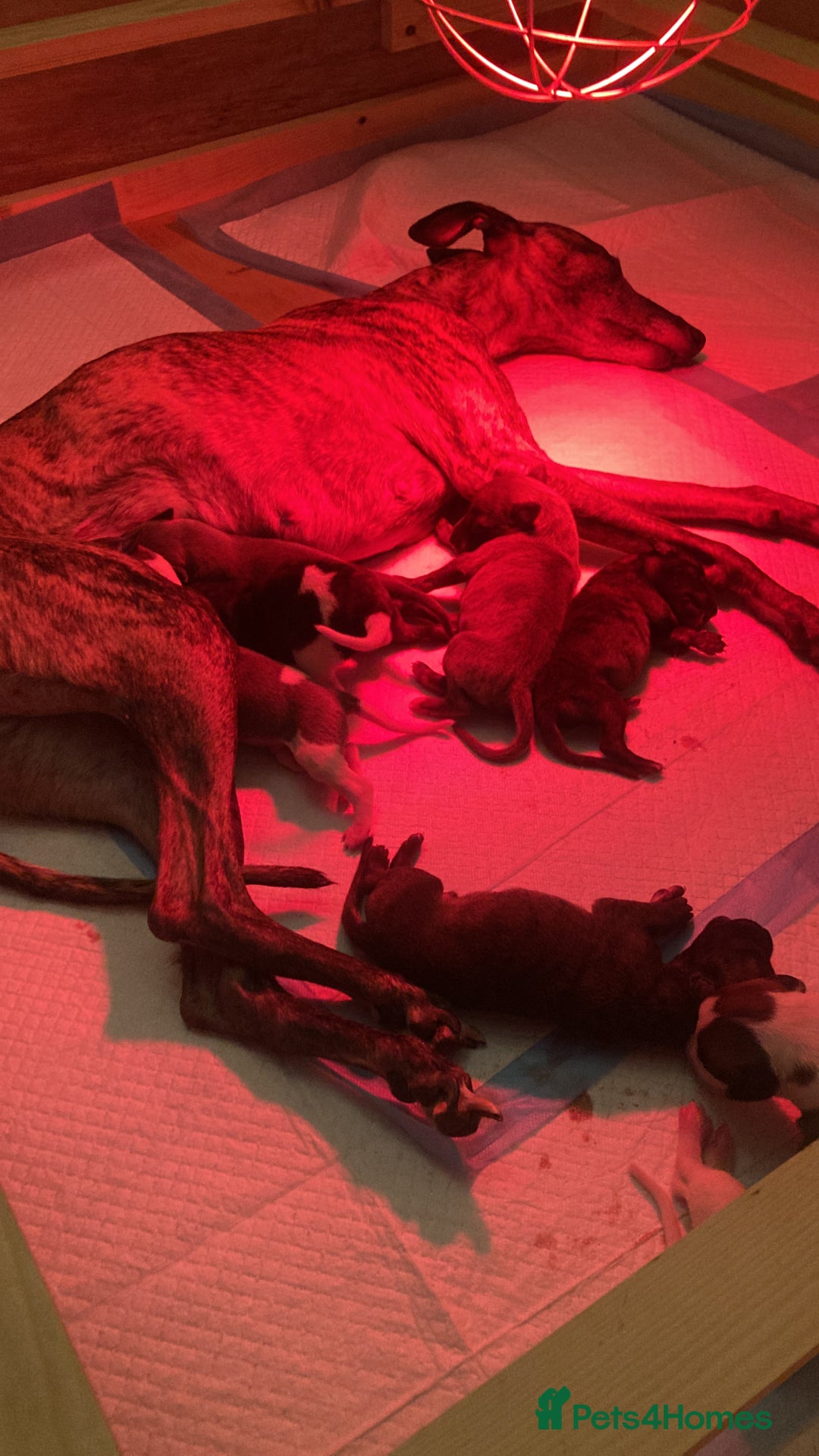 Whippet dogs for sale: Whippet pups  - Image 32