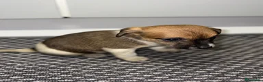 Jack Russell 2