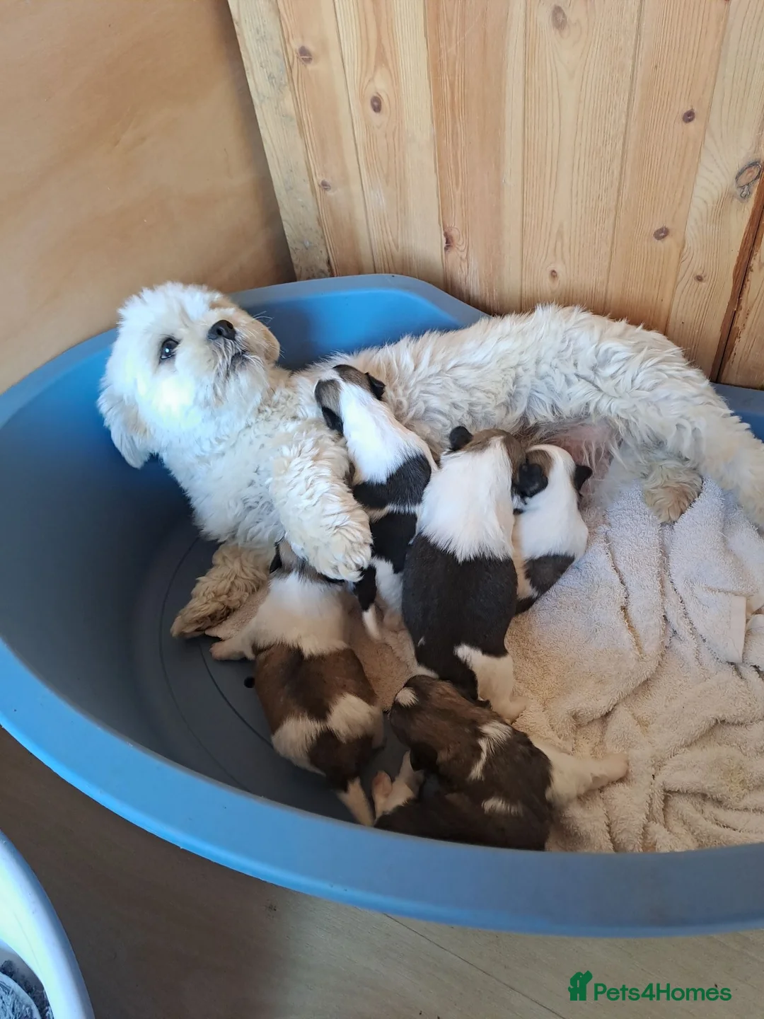 Lhasa Apso dogs for sale: Lhasa Apso Puppies  - Advert 3