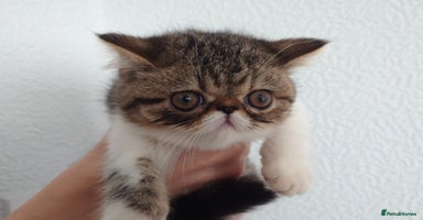Persian cats - Advert 3
