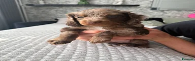 Cockapoo 4