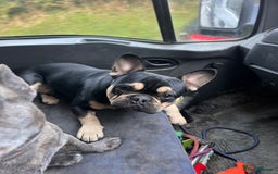 French Bulldog dogs for stud: Chocolate Tan french bulldog Burtie in Sevenoaks - Image 1