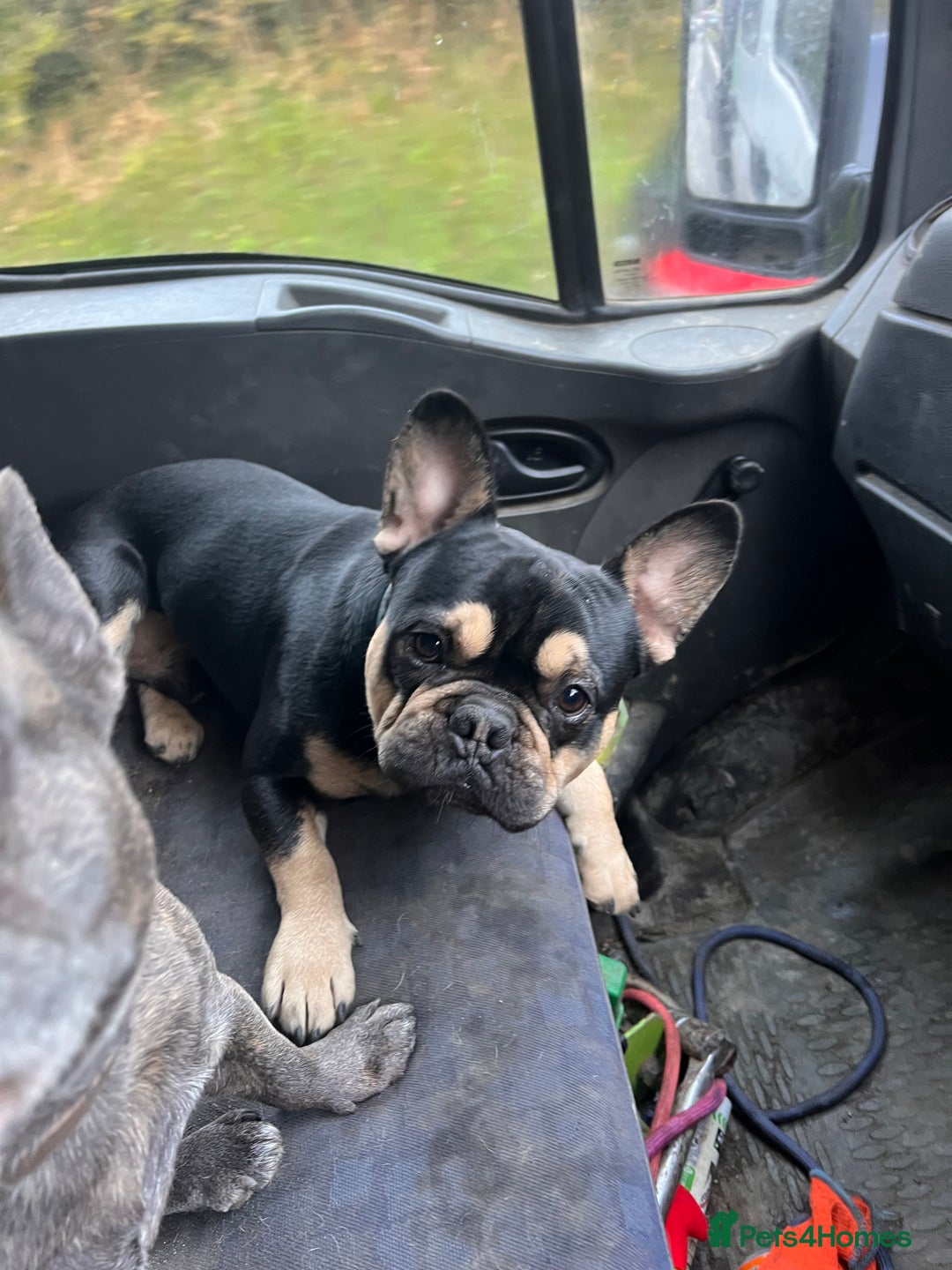 French Bulldog dogs for stud: Chocolate Tan french bulldog Burtie in Sevenoaks - Image 1