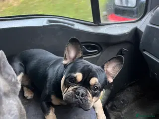 French Bulldog dogs Chocolate Tan french bulldog Burtie in Sevenoaks - Advert 12
