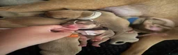 Mixed Breed dogs for sale: Bully breed puppies - Advert 2