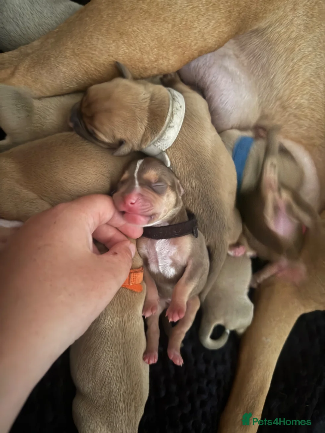 Mixed Breed dogs for sale: Bully breed puppies - Advert 2