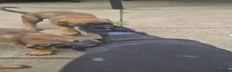 Belgian Shepherd Dog dogs for sale: WORKINGLINE PUPS FOR SALE in Birmingham - Advert 4