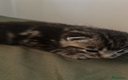 Mixed Breed cats for sale: Purr- fectly Adorable Kittens for loving homes - Advert 3