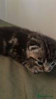 Mixed Breed cats Purr- fectly Adorable Kittens for loving homes - Advert 2
