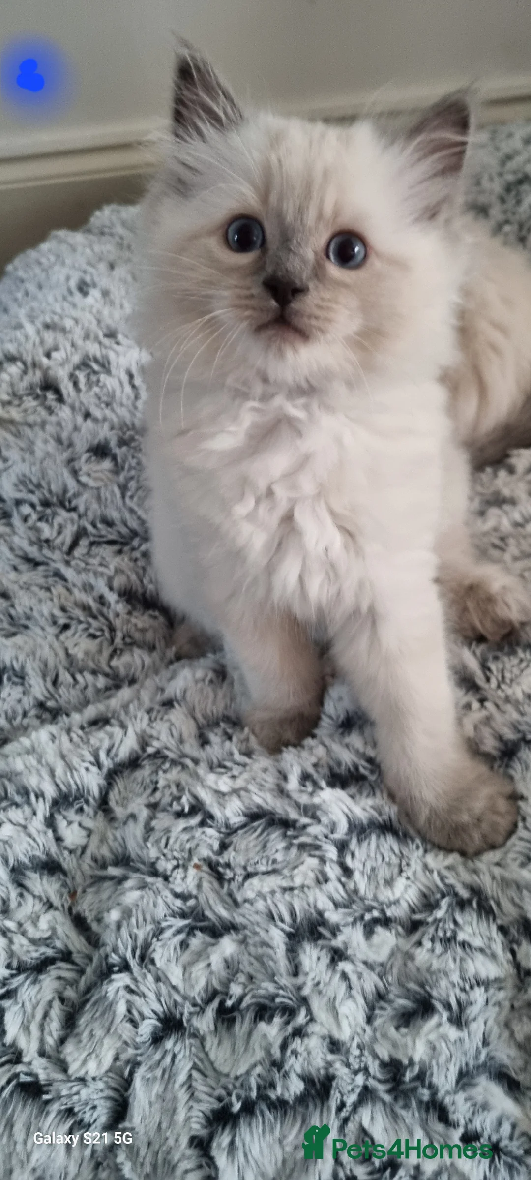 Ragdoll cats for sale: Beautiful Ragdoll Kittens Looking for Loving Homes - Advert 2