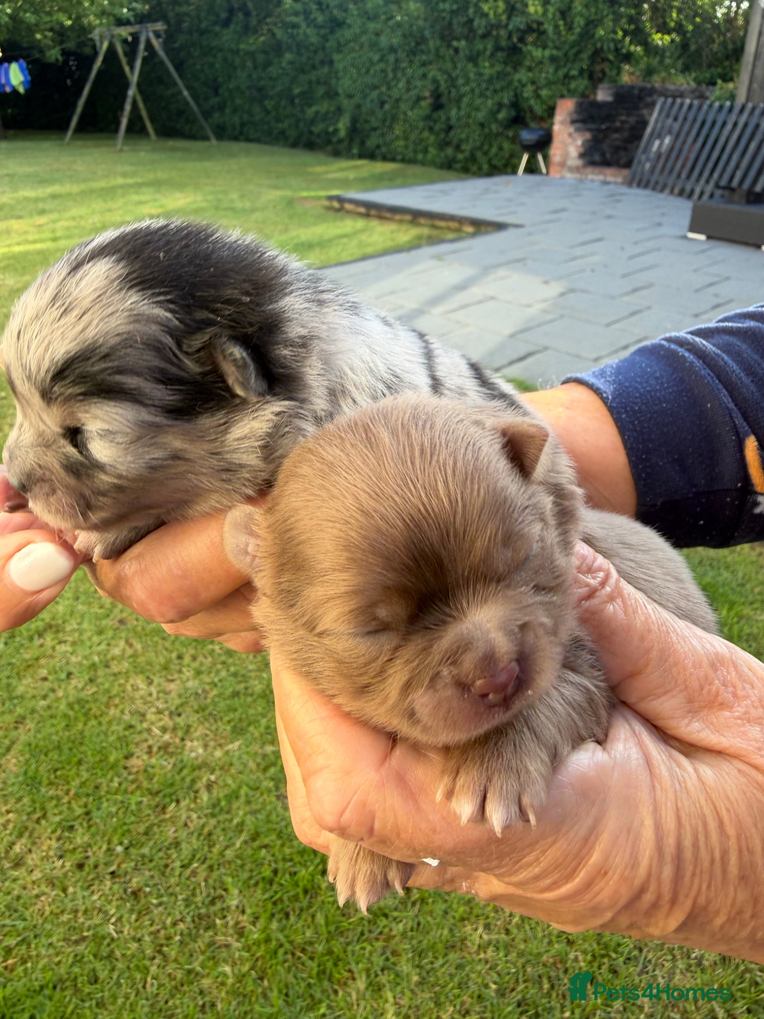 Pomeranian dogs Beautiful Pomeranian Puppies - Advert 2