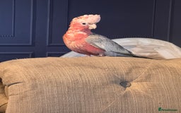 Cockatoo birds for sale: Silly tame Galah male 2025 DNA tested  - Image 6