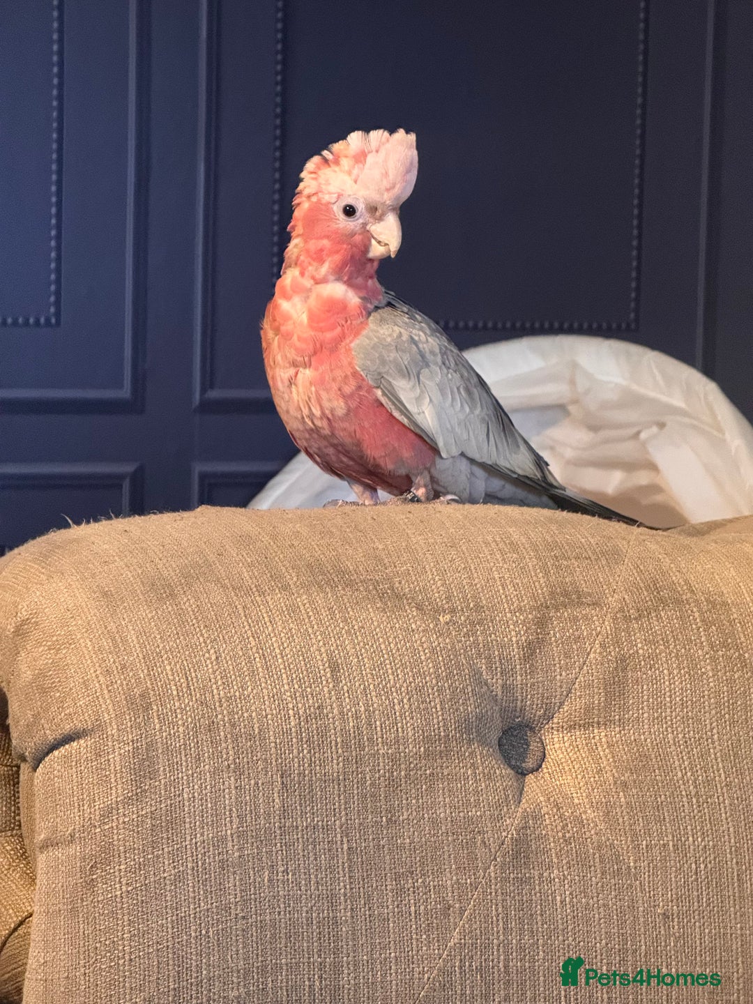 Cockatoo birds for sale: Silly tame Galah male 2025 DNA tested  - Image 6