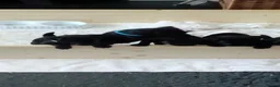 Patterdale Terrier dogs for sale: Patterdale terriers - Advert 3